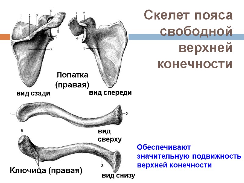 Скелет пояса свободной верхней конечности Лопатка (правая) Ключица (правая) вид сзади вид спереди вид